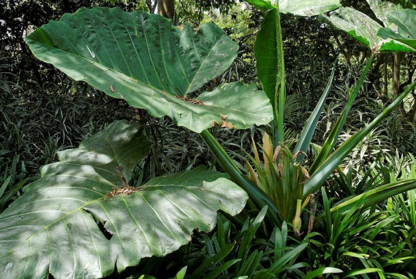 Planta de Xantosoma