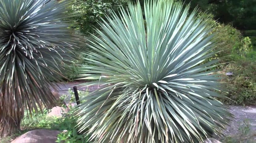 Caracteristicas de Yucca rostrata