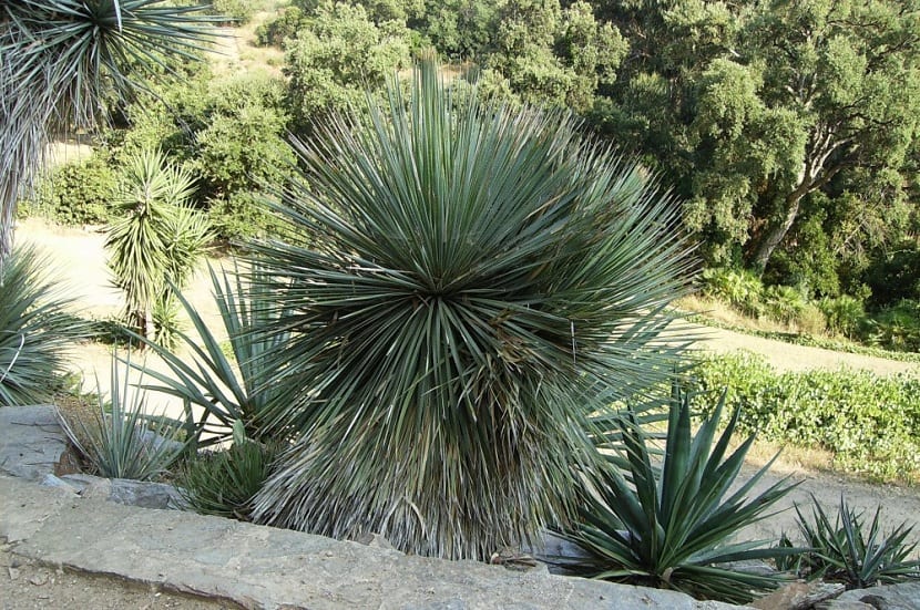 Crecimiento de la Yucca rostrata