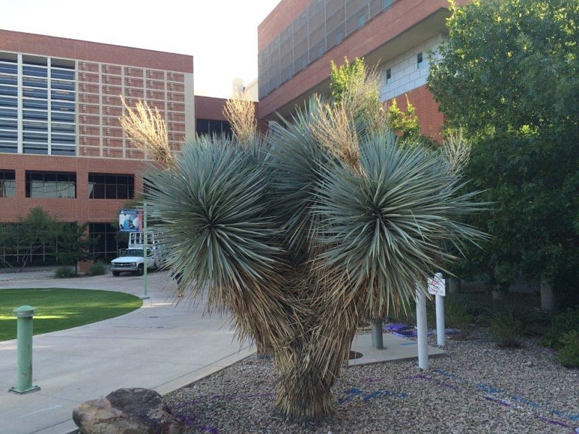 Decoración con Yucca rostrata