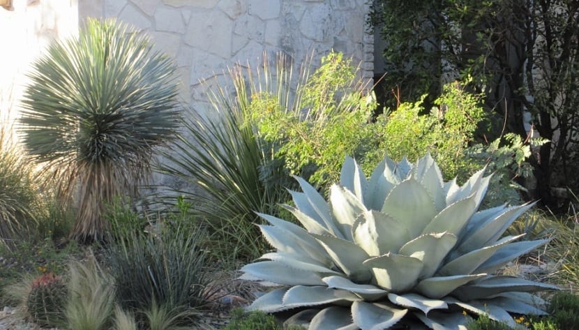 Rusticidad de Yucca rostrata