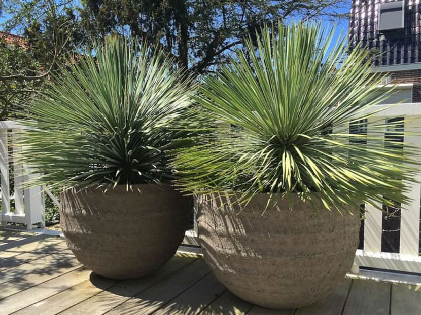Yucca rostrata