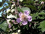 100 Semillas de Zarzamora (Rubus Ulmifolius)