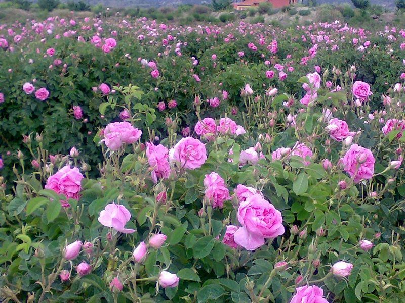 cultivos de rosa damascena
