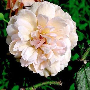 rosa madame alfred carriere ficha