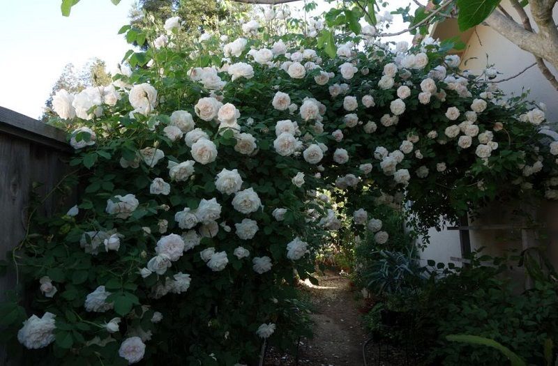 rosa madame alfred carriere sobre arco