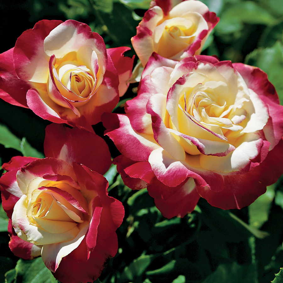 rosas double delight