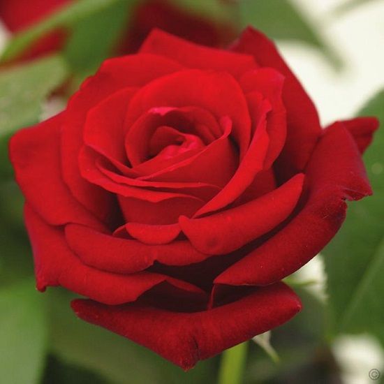 ingrid bergman, las 10 rosas más bonitas del mundo