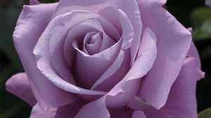 rosa charles de gaulle (Meilland)