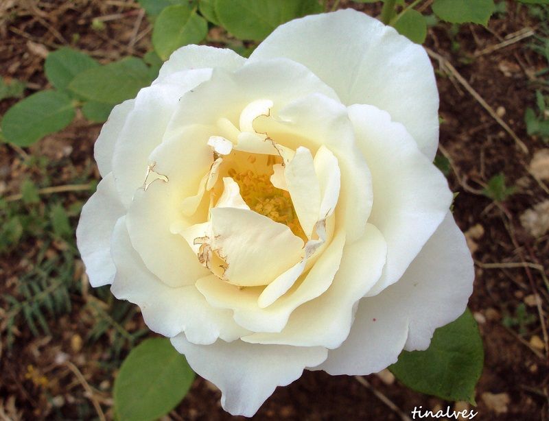 rosa alba garcía blanca