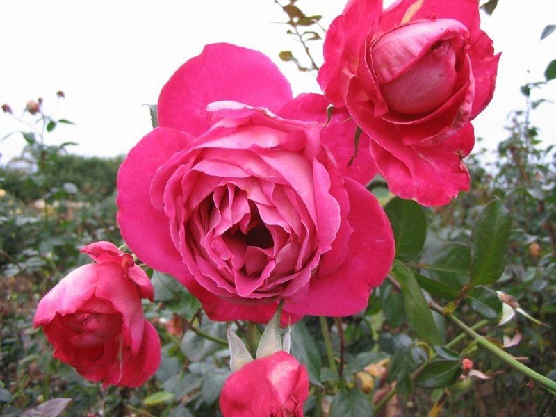 rosal baronne de rothschild