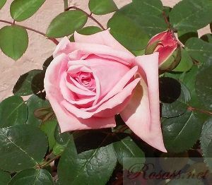 rosa eglantyne ficha