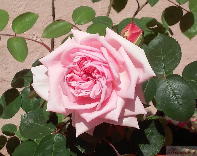 rosa eglantyne