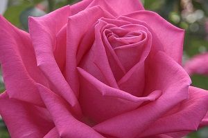 rosa lolita lempicka