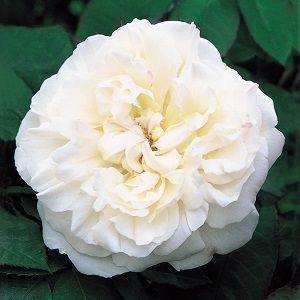 rosa winchester cathedral, white mary rose