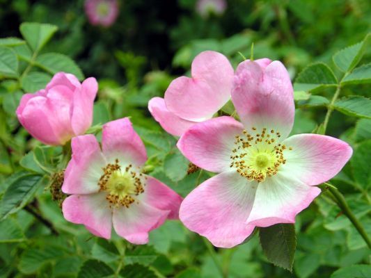 arbusto de rosa mosqueta