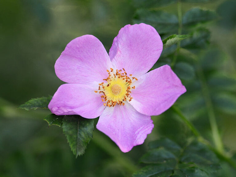Rosa virginiana en flor