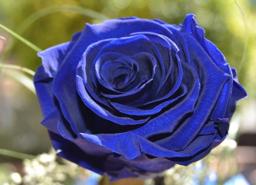 Rosa de color azul