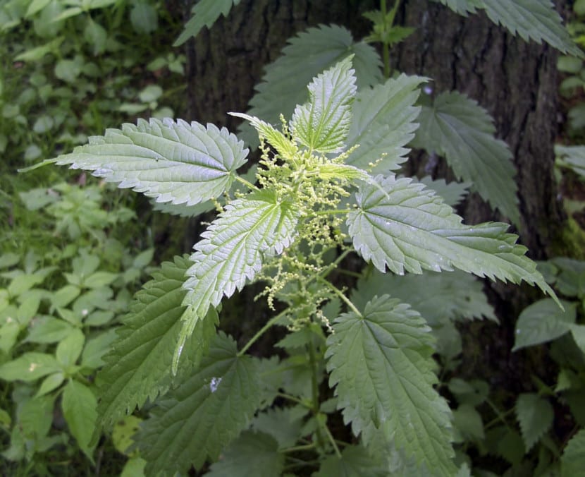 Ortiga, una planta que repele los pulgones