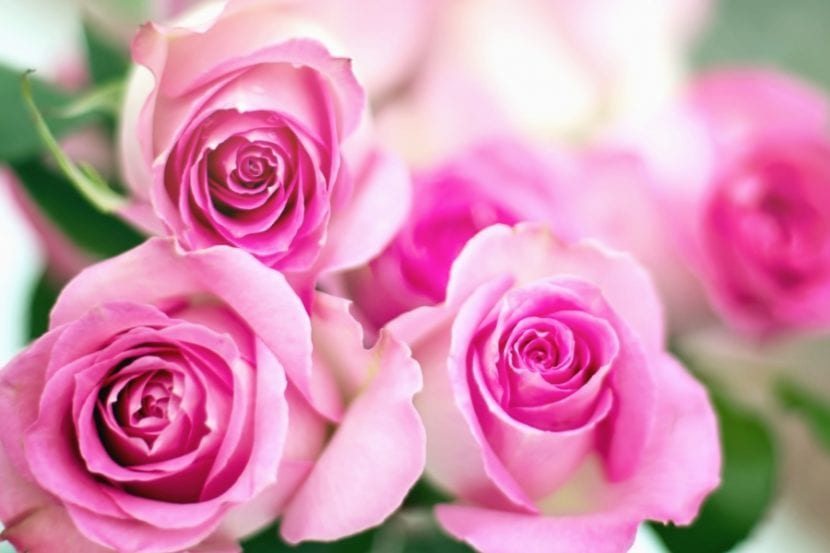 Poda tus rosales para que produzcan nuevas flores