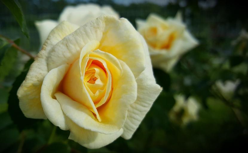 Rosal mini: cuidados, riego, poda y plagas en maceta