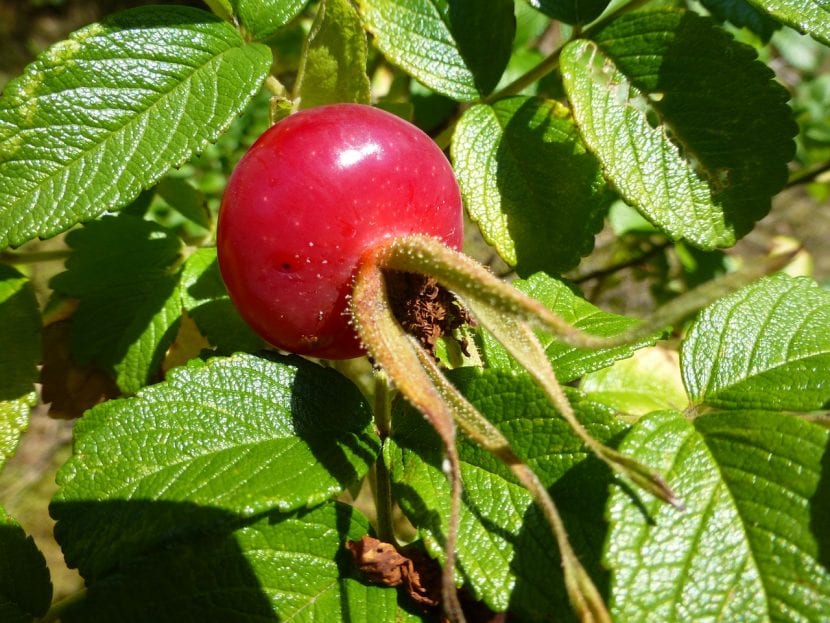 Escaramujo, fruto del rosal