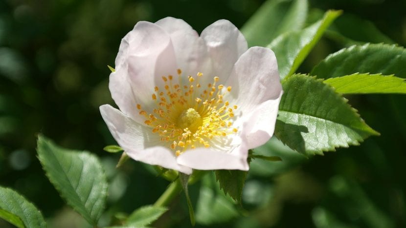 Rosa silvestre en flor