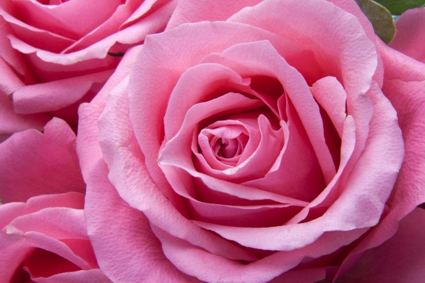 Flor de rosal rosa