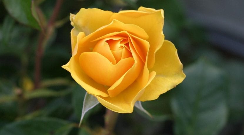 Flor de rosal de color amarillo