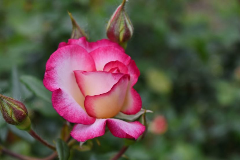 Flor de rosal con las hojas secas y sanas