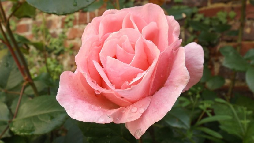 Rosal en flor bien regado en el jardín