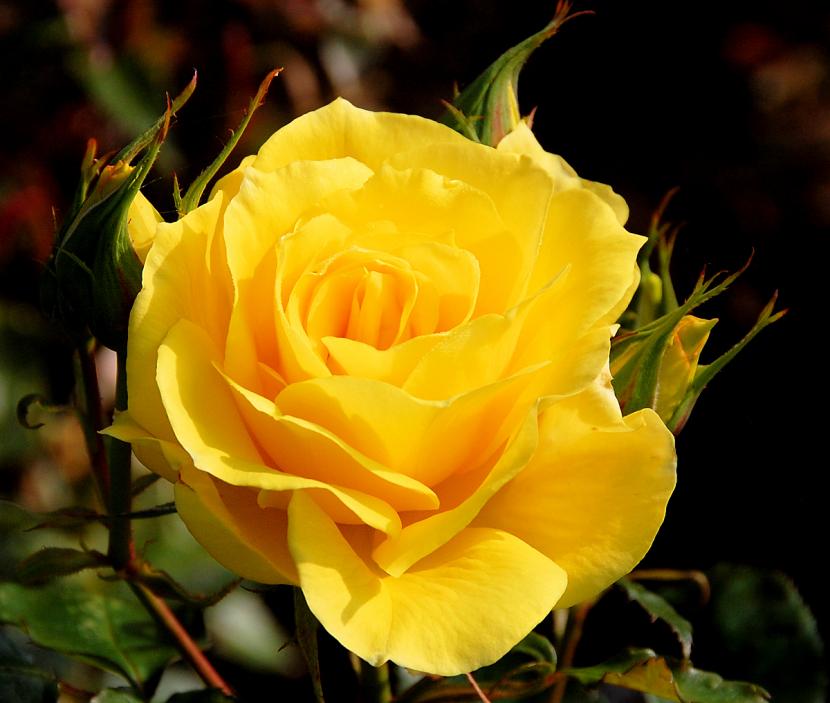 Significado de las rosas amarillas: de los celos a la amistad