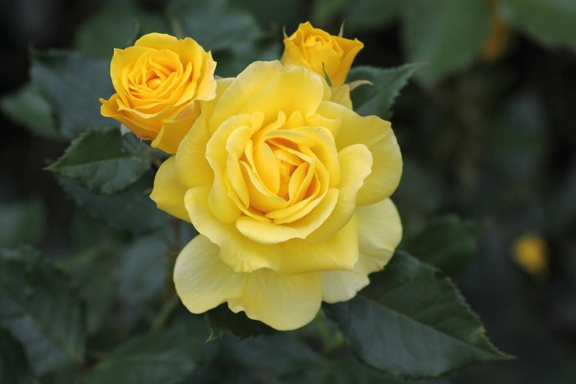 Flor de rosal amarilla