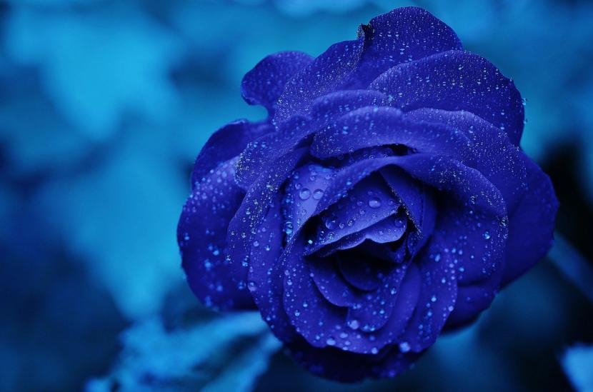 Rosas azules: significado y por qué no existen en la naturaleza