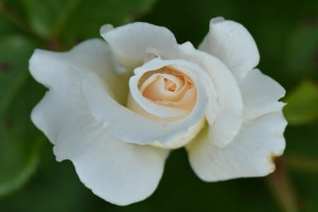 Flor blanca en un rosal de jardín