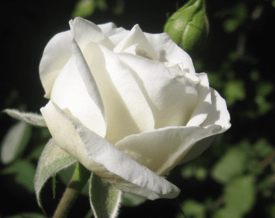 Rosa blanca abierta vista de cerca