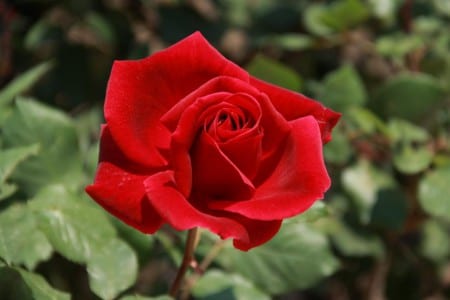 Rosa 'Mister Lincoln', híbrido de té rojo de 1964