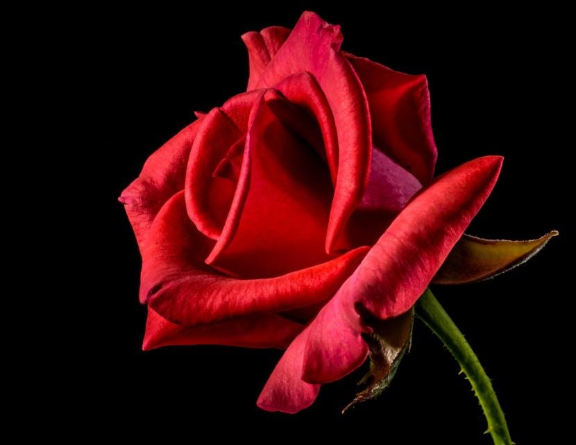 Significado de las rosas rojas: de dónde viene el código