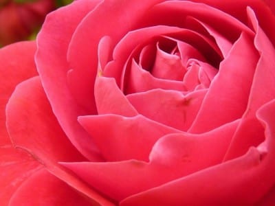 Rosa roja de jardín abierta