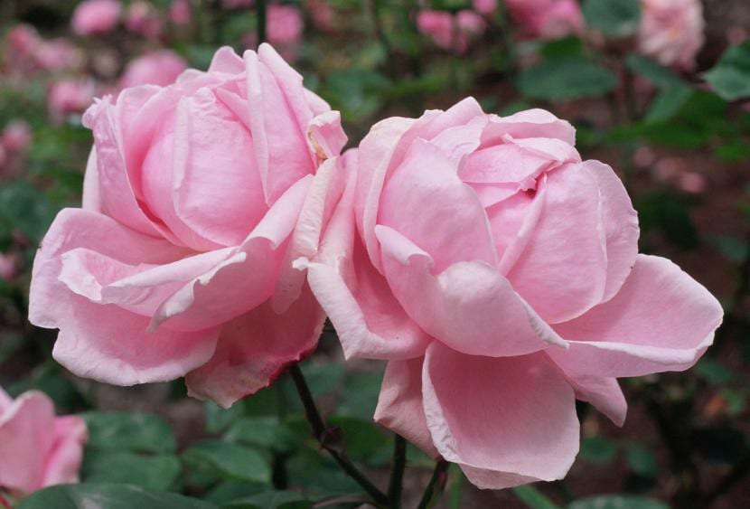 Rosales de color rosa