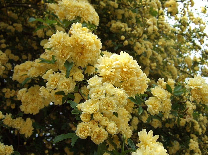 Rosa banksia: cuidados, poda correcta y plagas