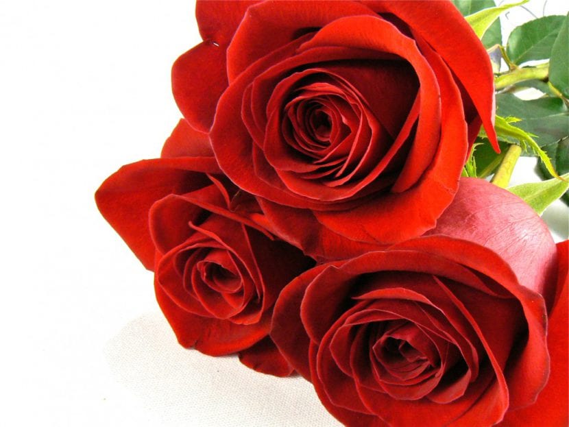 Ramo de rosas Freedom en floristería