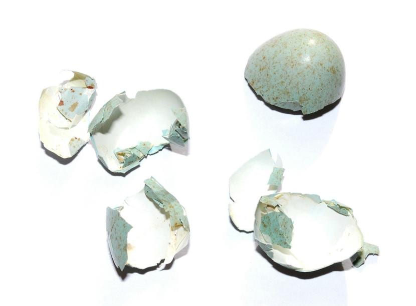 Cáscaras de huevo trituradas