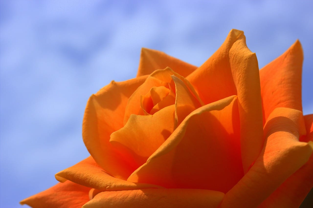 Rosa de color anaranjado abierta