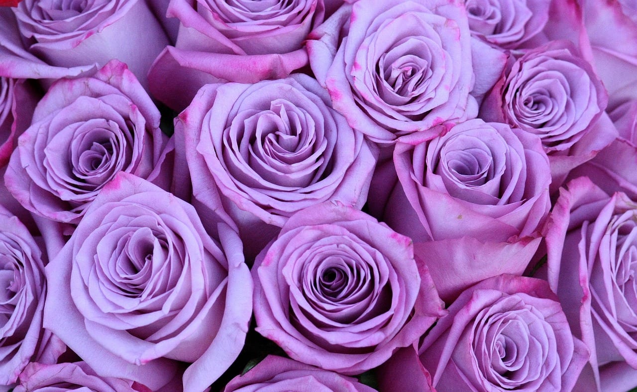 Imágenes de rosas: identificarlas y fotografiarlas