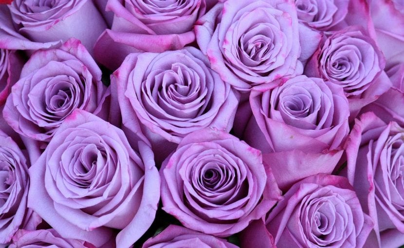 Rosa de color lila