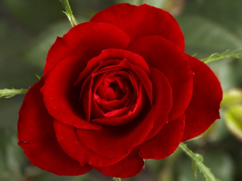Rosa de color rojo