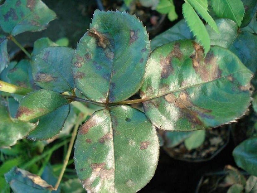 Mancha negra del rosal: ciclo, síntomas y control eficaz