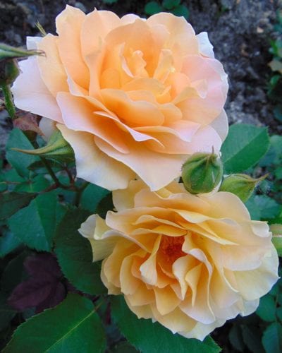 Flor de la Rosa 'Honey Perfume'