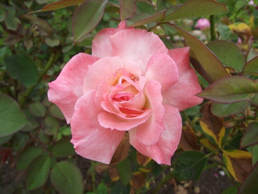 Flor de la rosa 'Secret'
